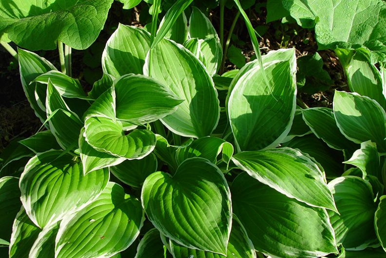 Hosta will die down in autumn and emerge in spring. Image source: Flickr