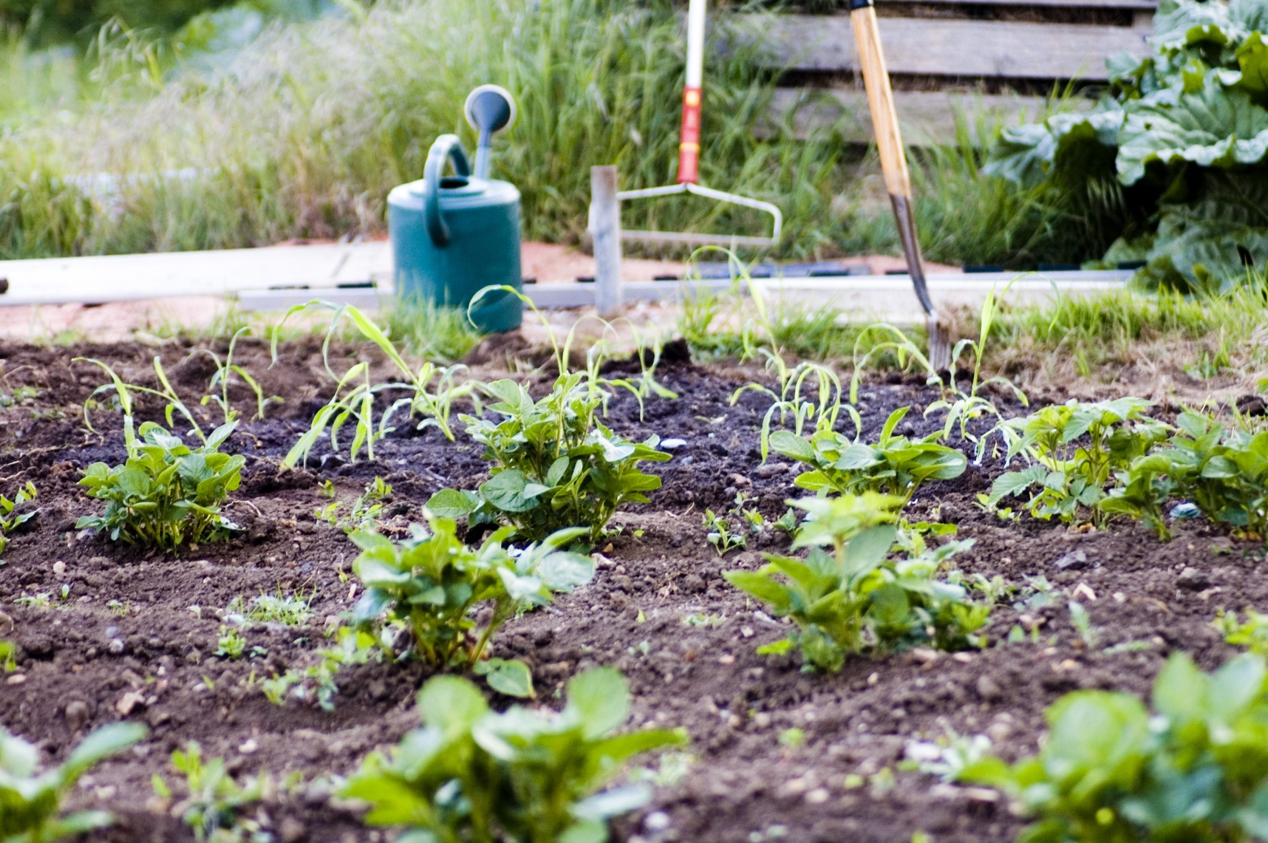 10 Ways to Spring Clean your Garden CountryLife Blog