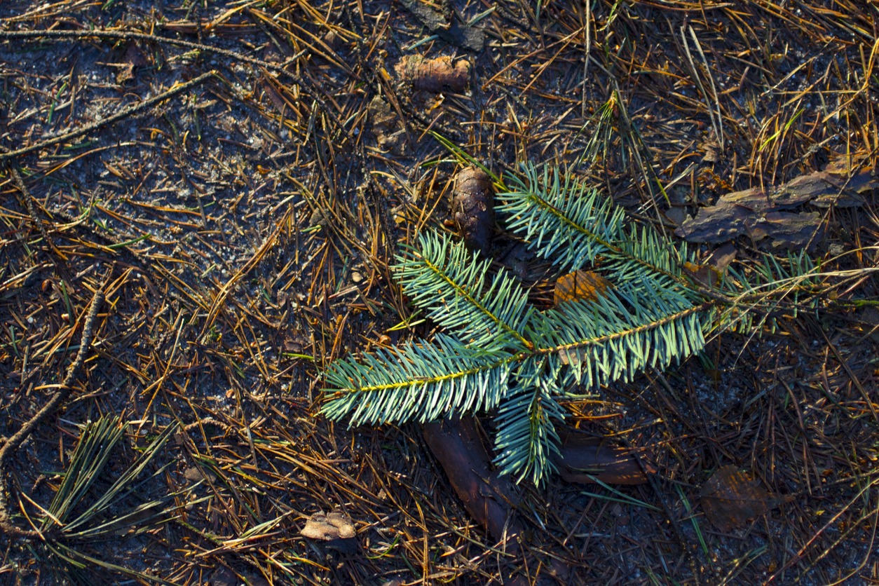 5 ways to recycle your real Christmas tree