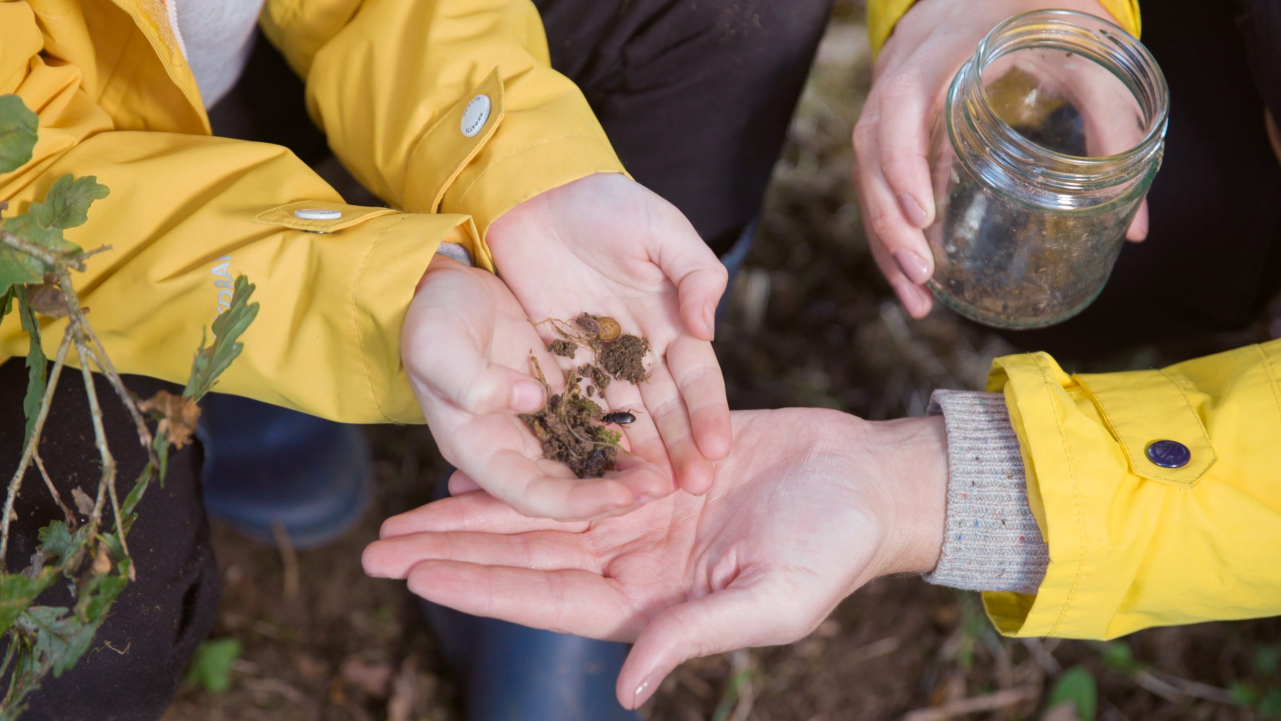 Make a Pitfall Trap CountryLife Blog