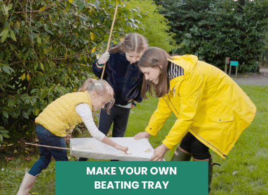 Nature Activity: Make your own beating tray