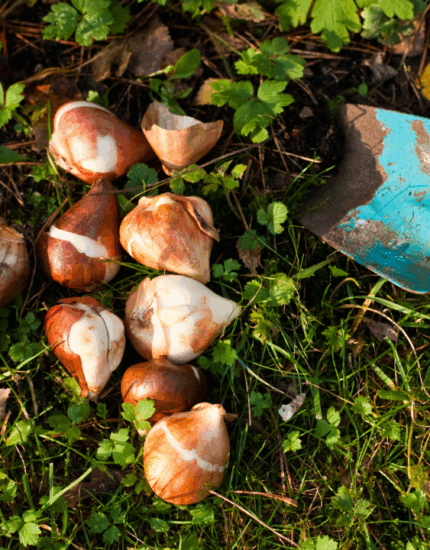 Autumn Bulb Planting Made Easy: Tips for a Brilliant Spring Display
