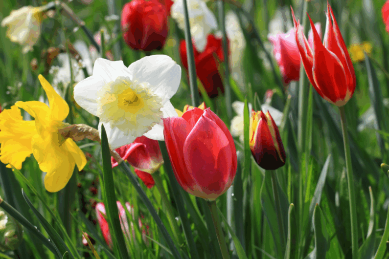 Tulips & Daffodils