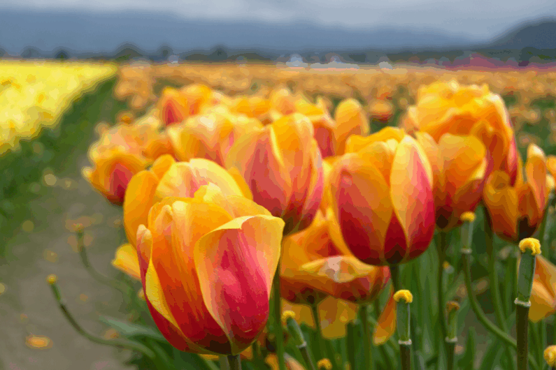Darwin Hybrid Tulip