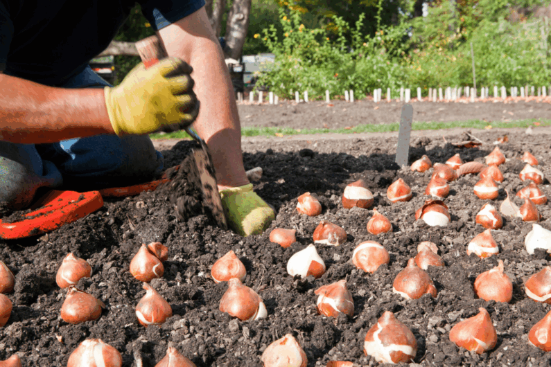 Planting Bulbs