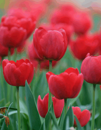 Autumn Tulip Guide: Tips and Tricks for a Stunning Spring Display