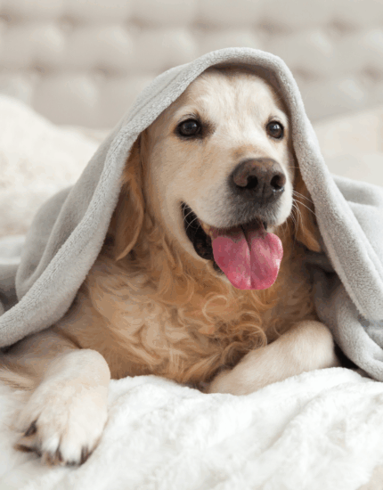 How to keep Pets Safe and Happy During Cold Weather