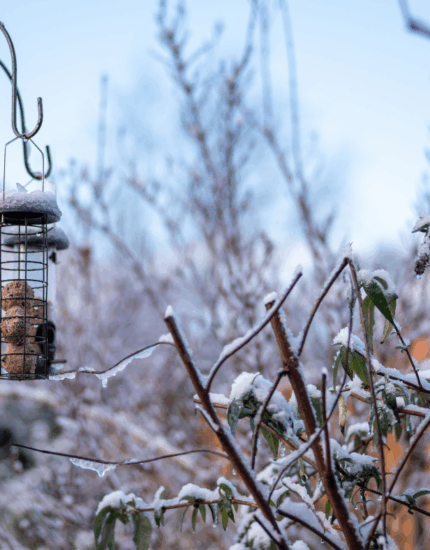 Caring for Garden Birds During Bad Weather: How to Help Our Feathered Friends Thrive