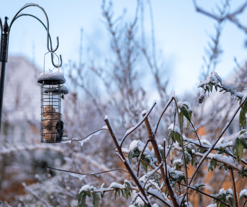 Caring for Garden Birds During Bad Weather: How to Help Our Feathered Friends Thrive