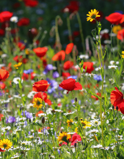 How Can I Prepare My Garden for Spring? Early Seeds, Tools & Garden Prep