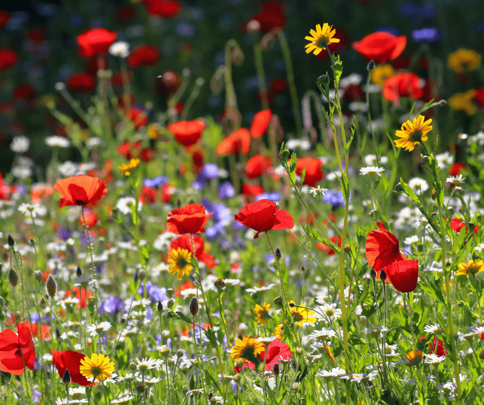 How Can I Prepare My Garden for Spring? Early Seeds, Tools & Garden Prep