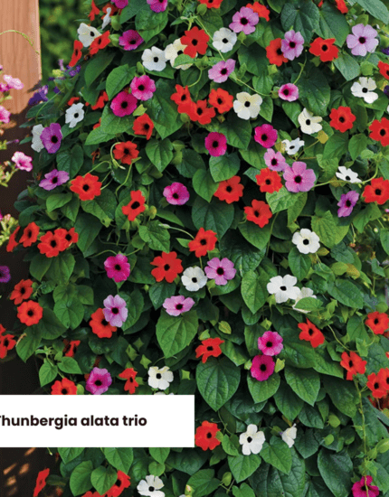 Plants Featured in Our Bord Bia Bloom Garden Display