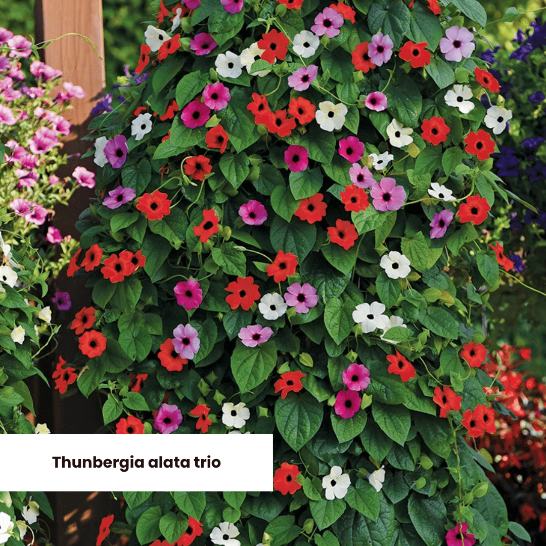 Plants Featured in Our Bord Bia Bloom Garden Display