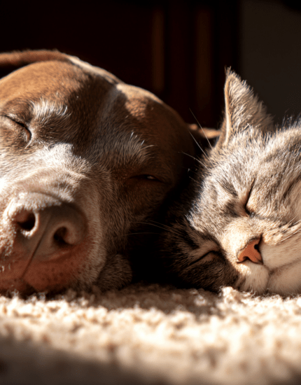 Summer Pet Safety Guide:                                                      How to Keep Pets Cool, Comfortable & Safe