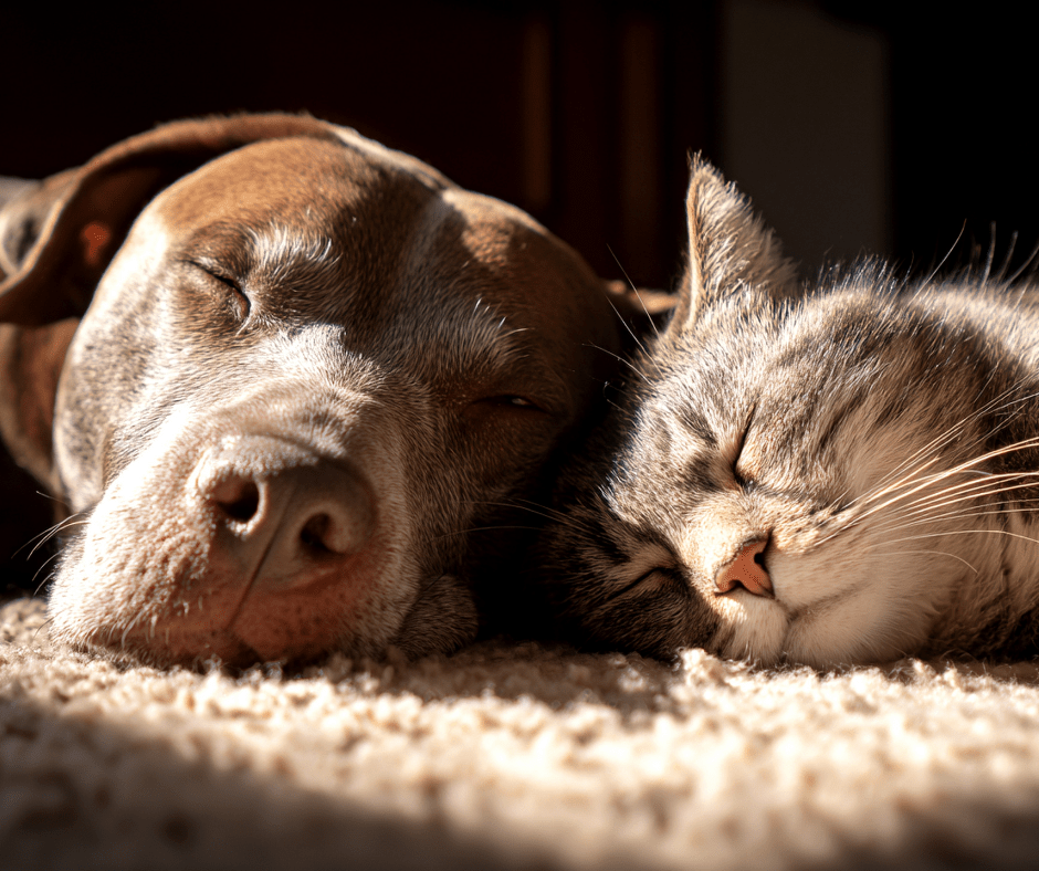Summer Pet Safety Guide:                                                      How to Keep Pets Cool, Comfortable & Safe