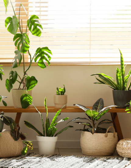 How to Care for Plants While You’re on Holidays