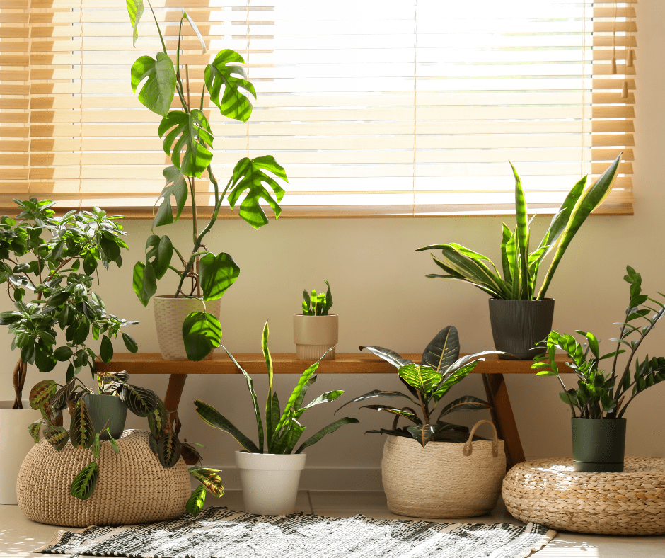 How to Care for Plants While You’re on Holidays