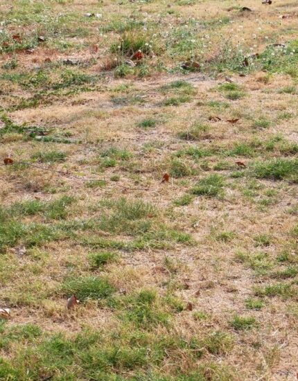 How to Repair Drought-Damaged Lawns: Bringing Burnt Grass Back to Life