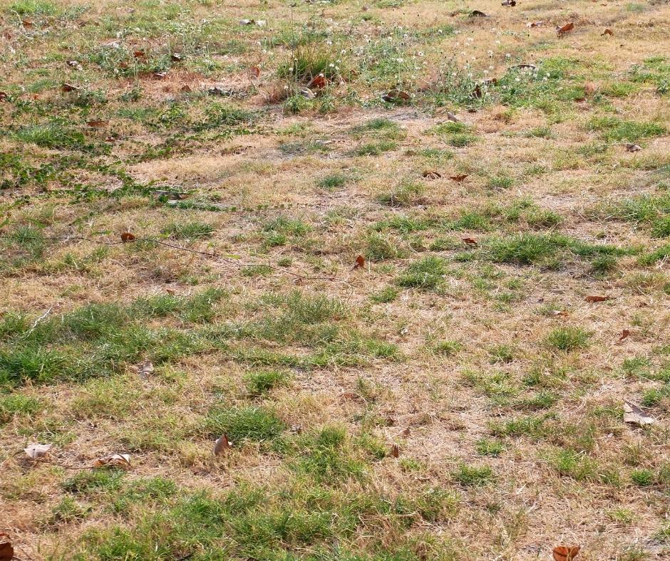 How to Repair Drought-Damaged Lawns: Bringing Burnt Grass Back to Life