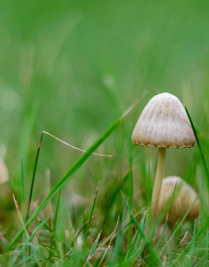 What Causes Mushrooms to Grow in Your Lawn? (And Should You Remove Them?)