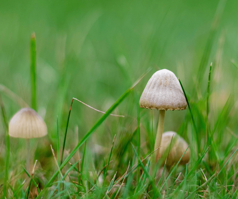 What Causes Mushrooms to Grow in Your Lawn? (And Should You Remove Them?)