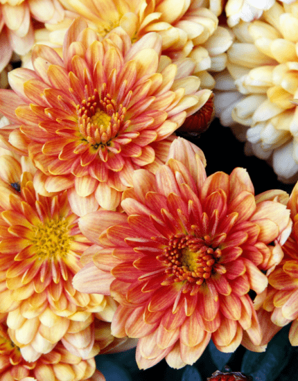 Getting to Know Chrysanthemums: The Best Plant for Late Summer and Autumn Colour