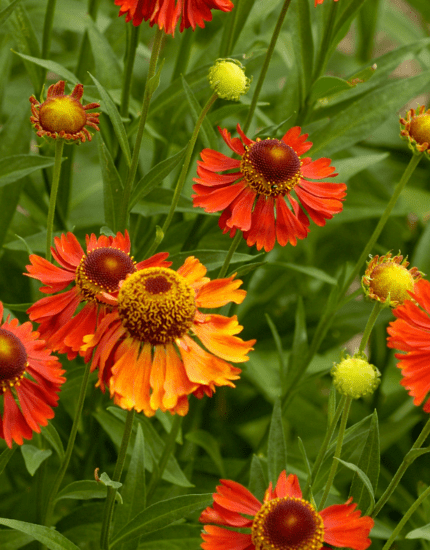 Helenium Explained: How to Grow One of                           Autumn’s Most Colourful Perennials