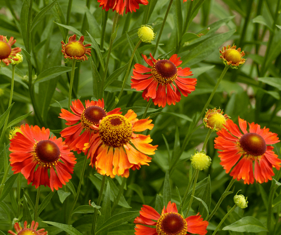 Helenium Explained: How to Grow One of                           Autumn’s Most Colourful Perennials