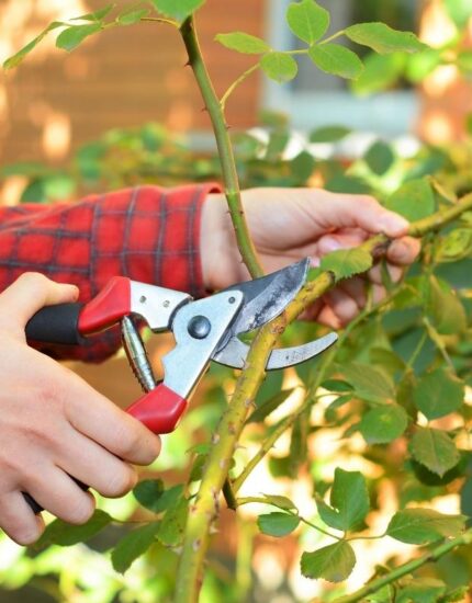What to Prune Now: A Simple Guide to Keeping Your Garden in Shape