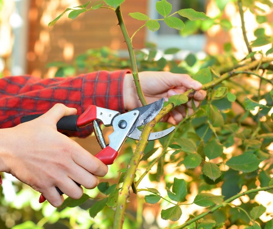 What to Prune Now: A Simple Guide to Keeping Your Garden in Shape