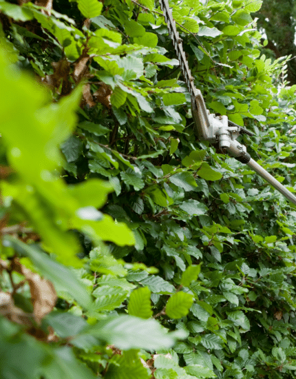 Evergreen vs Deciduous Hedges: Which Is Best for Your Irish Garden?